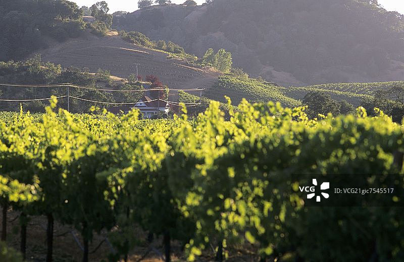 美国加利福尼亚州索诺玛谷的葡萄酒产区景观图片素材
