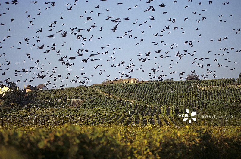 飞过瑞士沃州拉沃葡萄园的八哥图片素材