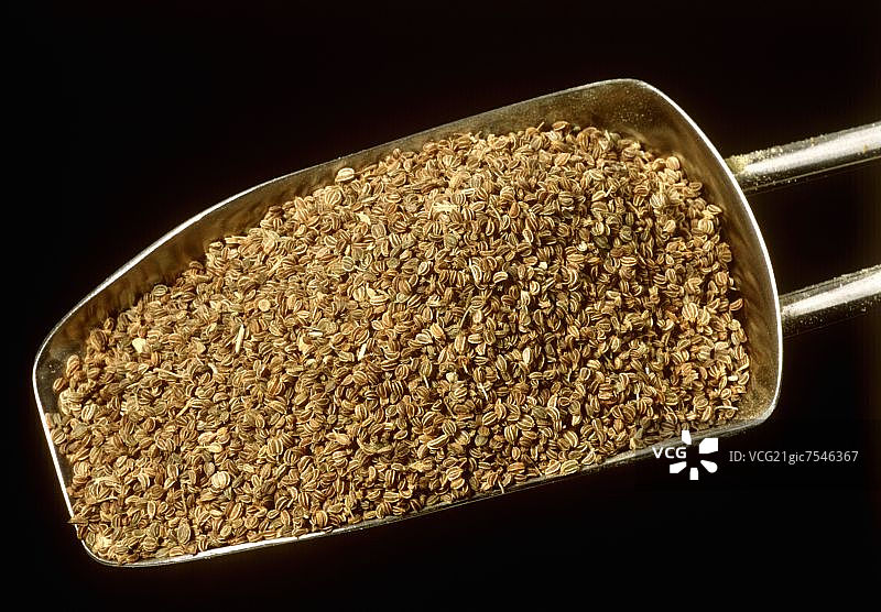 芹菜籽（Apium graveolens）图片素材