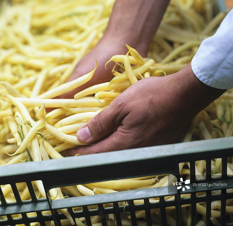 板条箱中的蜡豆图片素材