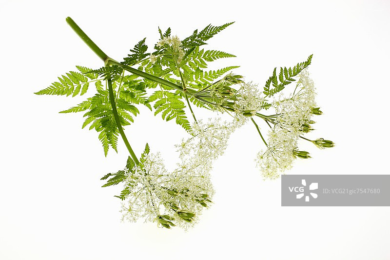 香甜独活草花图片素材