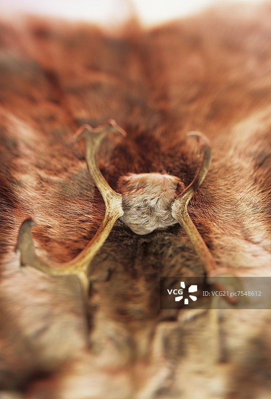 驯鹿角图片素材