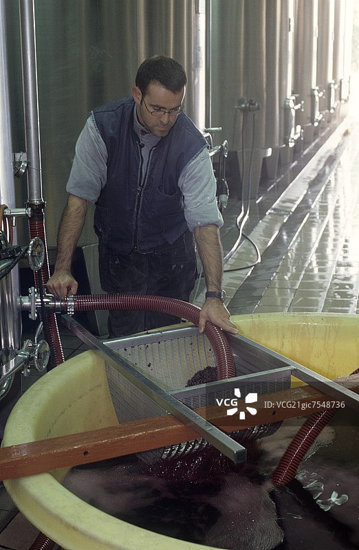 酒庄中红酒的下胶过程，法国梅多克图片素材