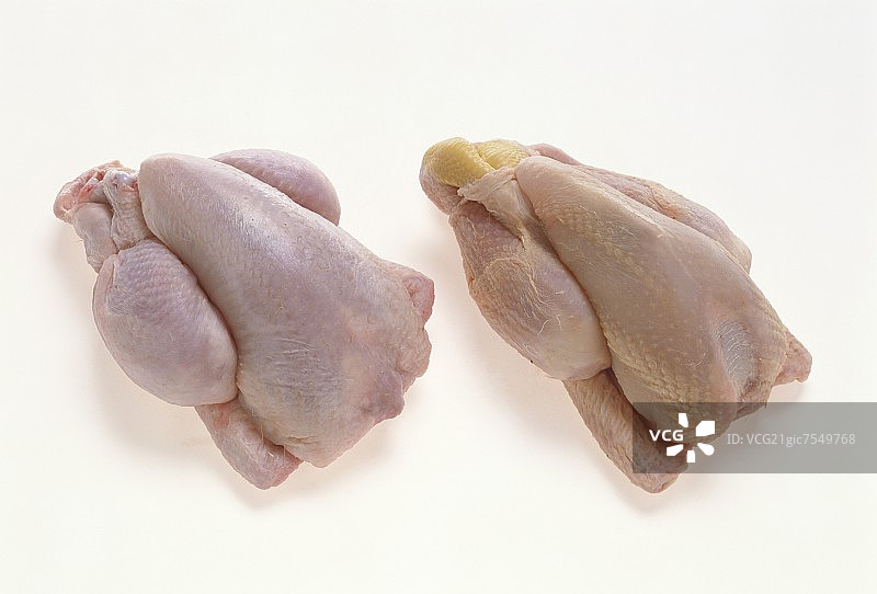 两只小雏鸡图片素材