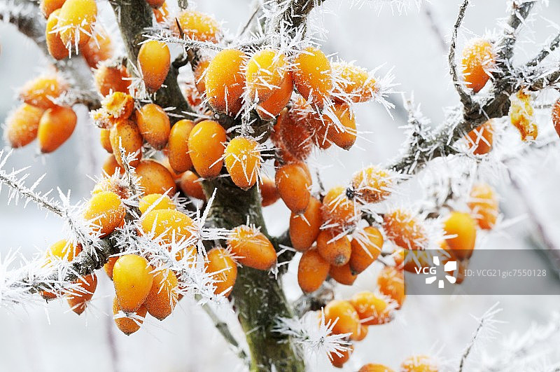 冰晶沙棘果图片素材