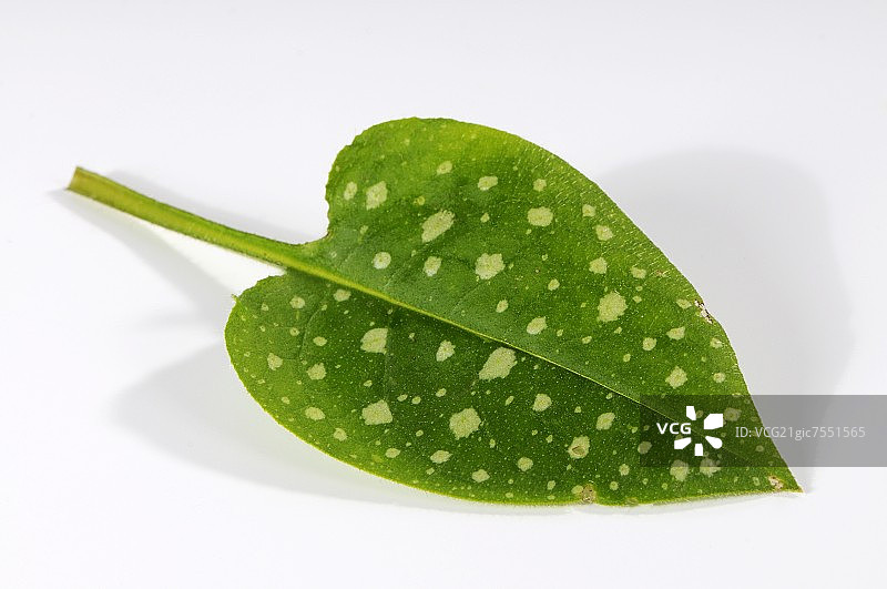 肺草叶图片素材