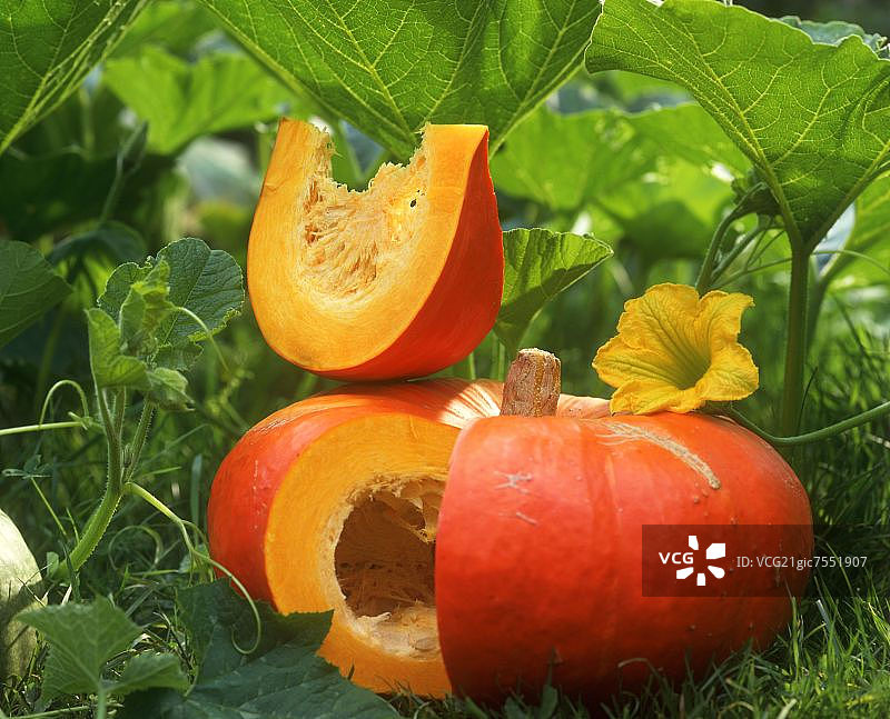 切开的南瓜与南瓜植株图片素材