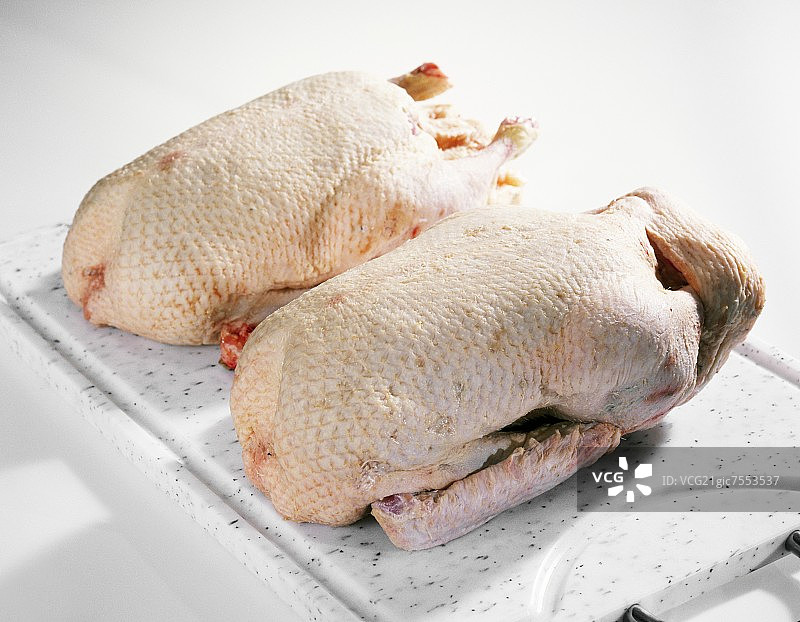 巴巴里鸭图片素材