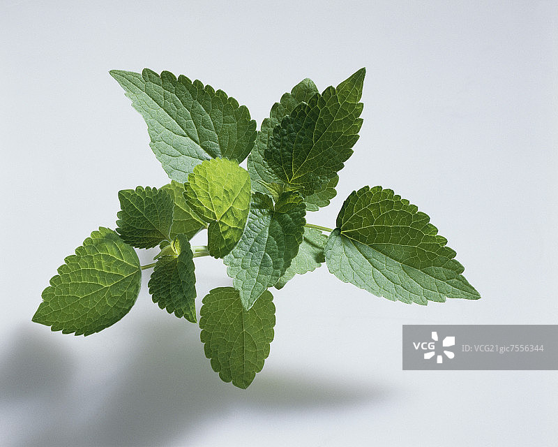 茴香藿香图片素材