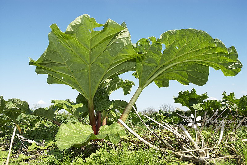 大黄植物图片素材