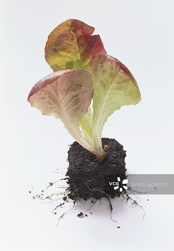 种植在土壤中的红色罗马生菜图片素材