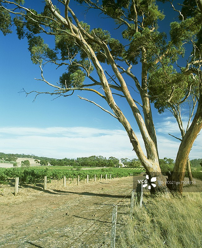 澳洲伊甸谷翰斯科“恩宠山”葡萄园图片素材