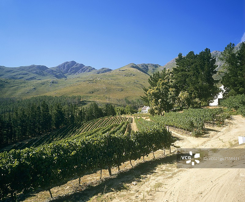 迪厄多内葡萄园，弗兰谷，南非图片素材