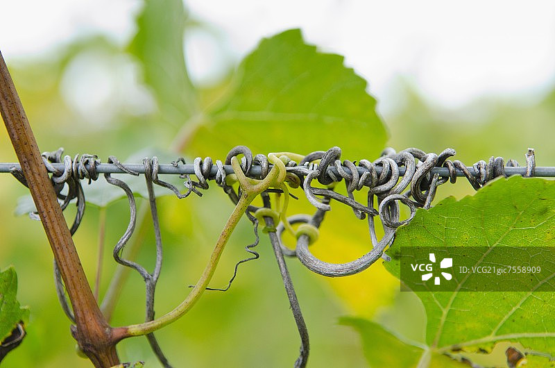 葡萄藤上的卷须图片素材