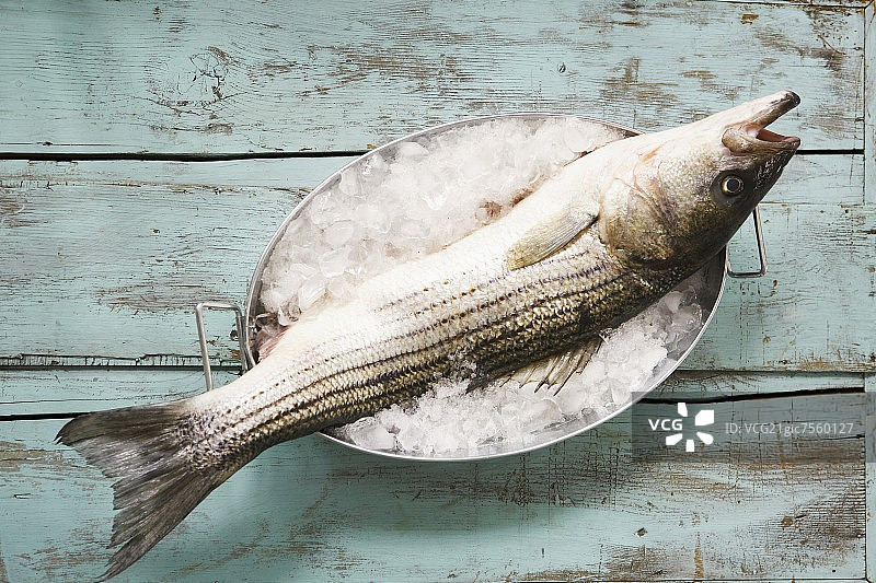 冰桶里的整条条纹鲈鱼图片素材