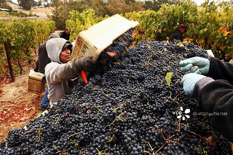 采摘后的黑皮诺葡萄图片素材