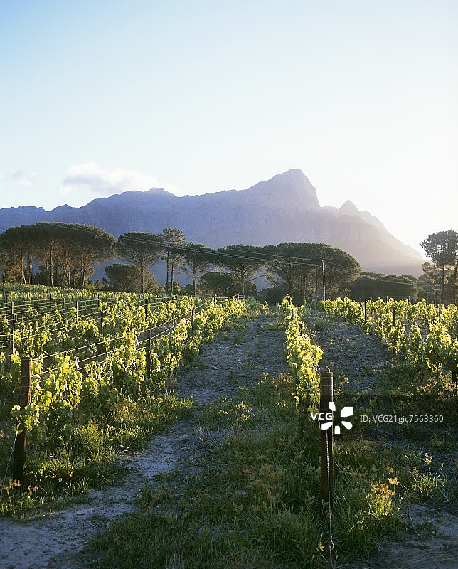 贝林汉姆庄园，南非图片素材
