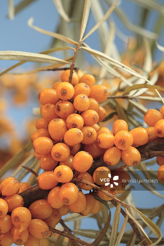沙棘树上的沙棘果图片素材
