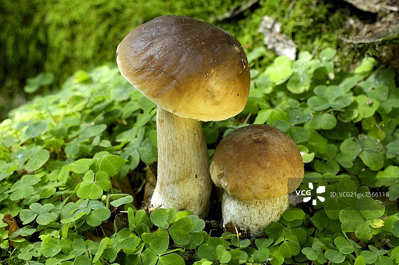 牛肝菌图片素材