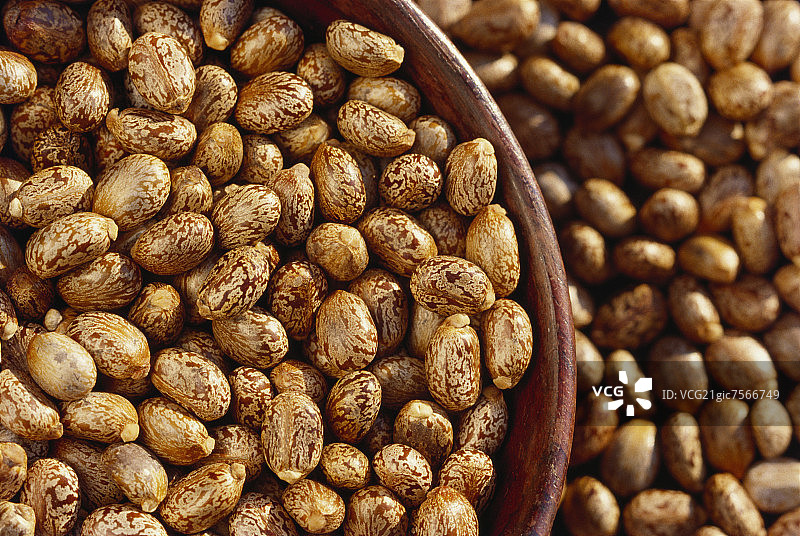 蓖麻籽（印度蓖麻）图片素材