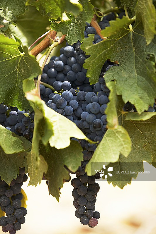 赤霞珠，南非格罗特波斯特庄园图片素材