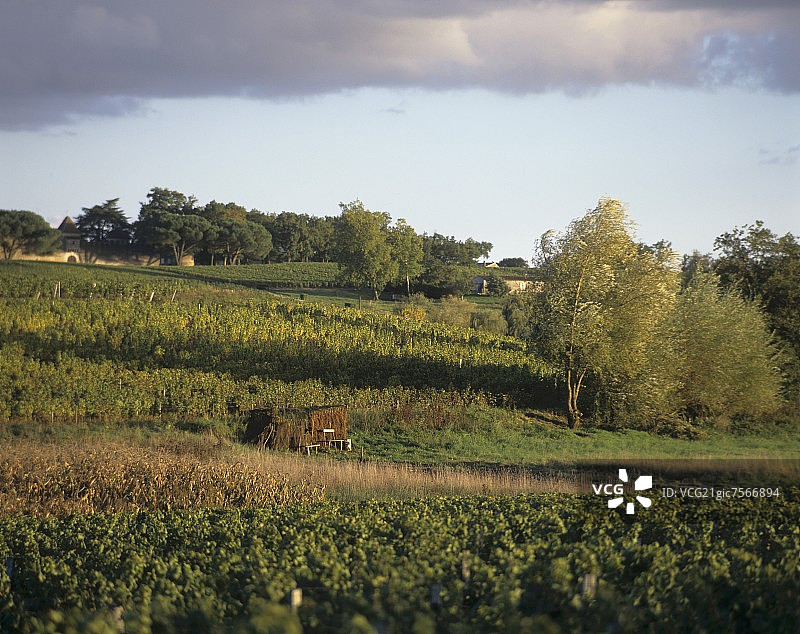 法国波尔多索泰恩地区的葡萄种植图片素材