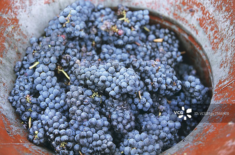 法国波美侯的品丽珠葡萄图片素材