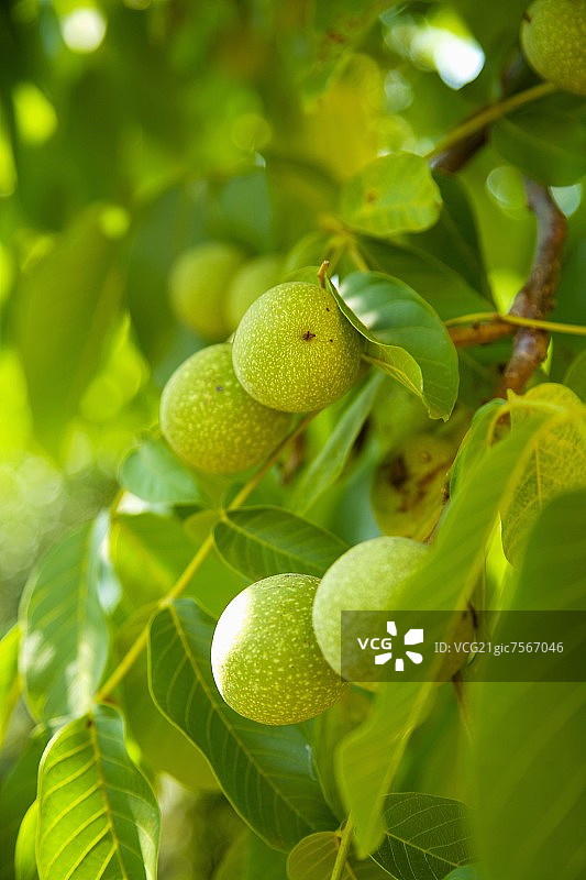 树上的核桃图片素材