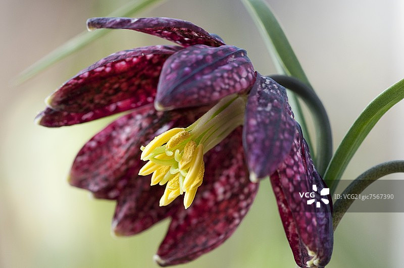 贝母花图片素材