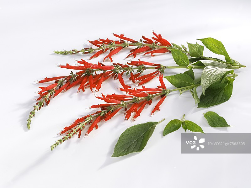 带花的凤梨鼠尾草图片素材