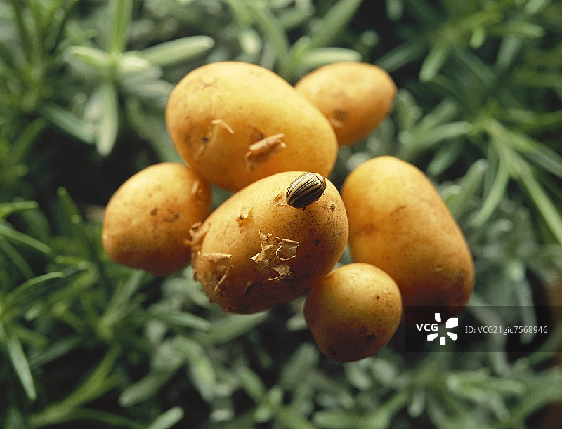 科罗拉多马铃薯甲虫与小土豆图片素材