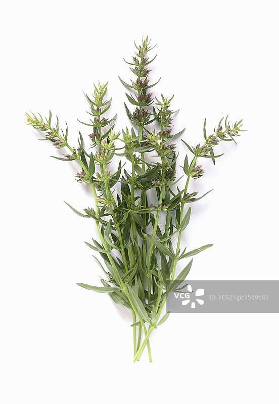 新鲜牛膝草图片素材