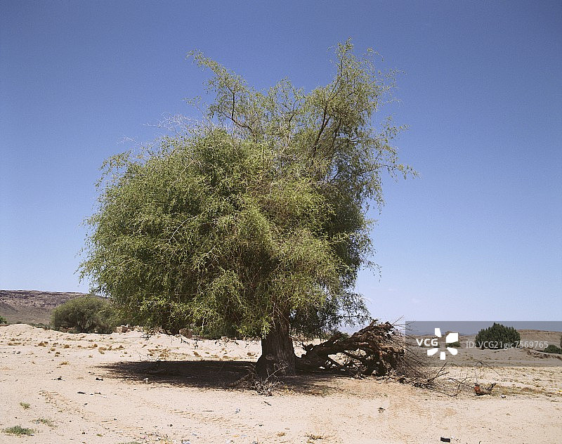 也门阿拉伯的樟树图片素材