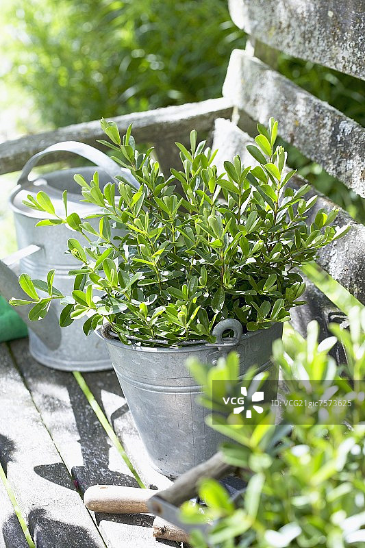 艾米坐在花园的长凳上图片素材