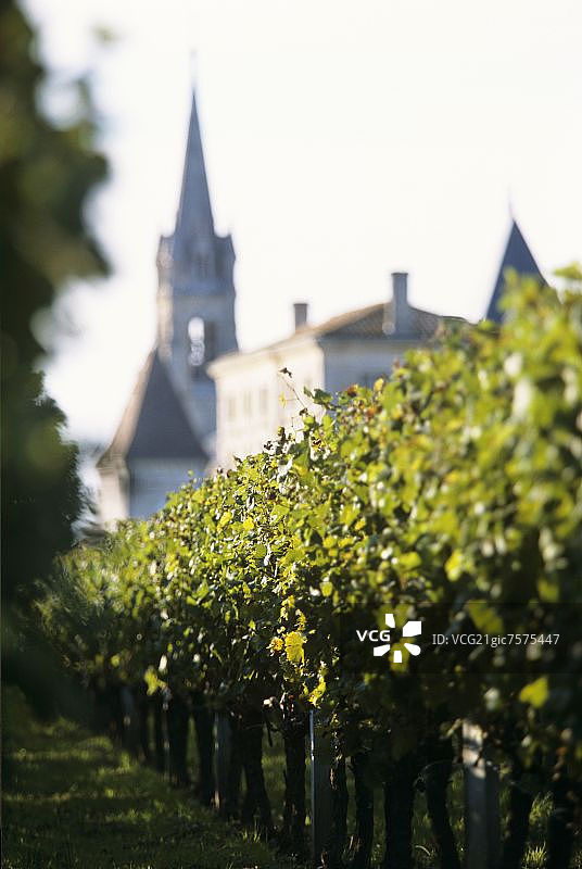 法国波美侯镇外的葡萄园图片素材