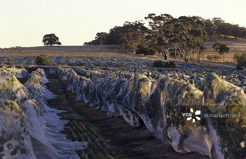 伊甸谷翰斯科酒庄葡萄园（澳大利亚）图片素材
