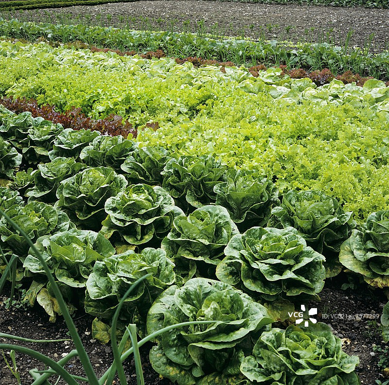 生菜田图片素材