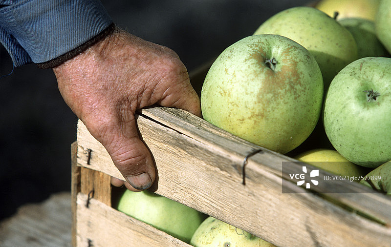 手放一箱金冠苹果上图片素材
