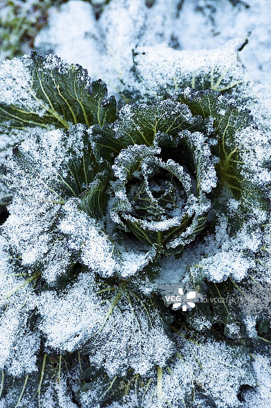 田地里冷冻的皱叶甘蓝图片素材