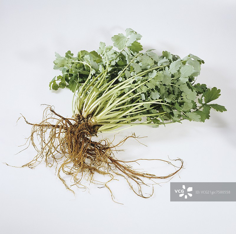 带根的白屈菜图片素材