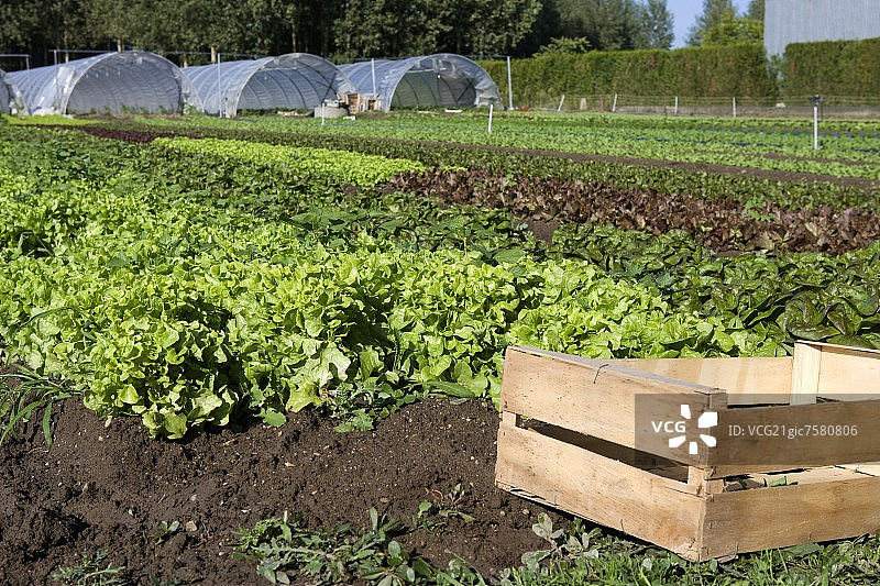 沙拉地里的一板条箱图片素材