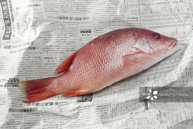 报纸上的红鲷鱼图片素材