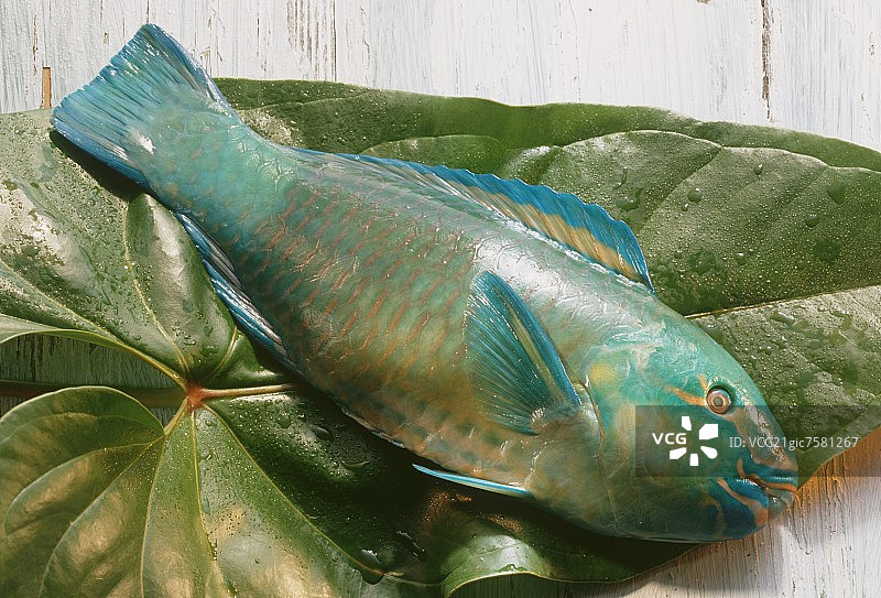 鹦鹉鱼图片素材