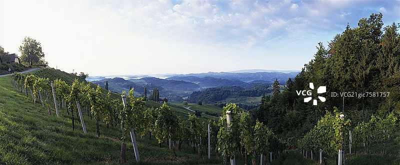 奥地利施蒂利亚州拉奇附近的葡萄园图片素材