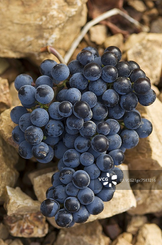 梅洛葡萄，红色石质风土图片素材