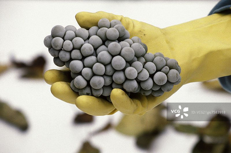 手持冰冻雷司令葡萄（冰酒原料）图片素材