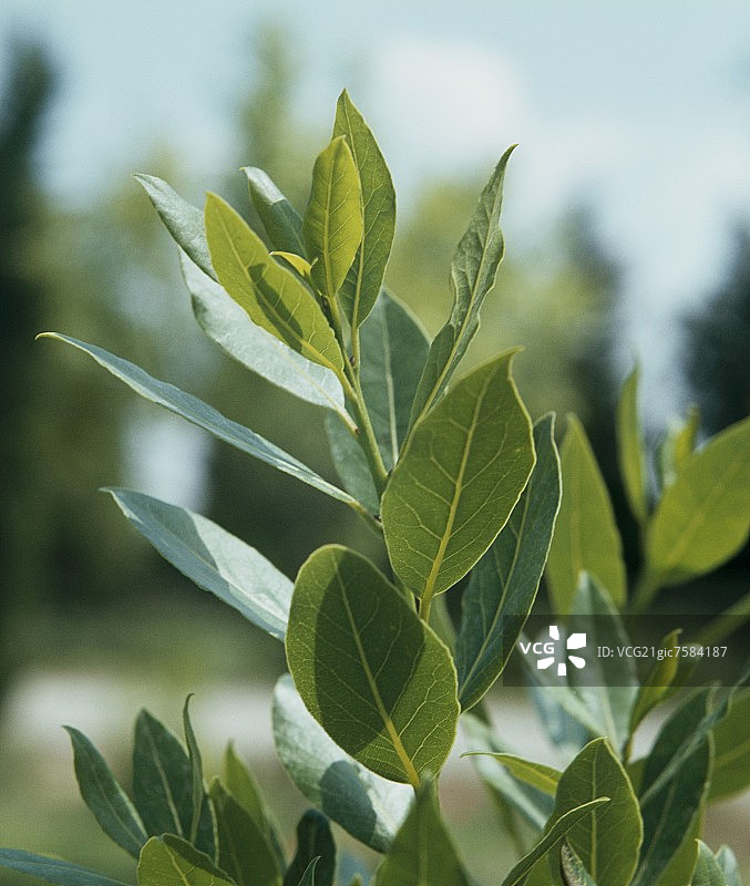灌木丛上的月桂叶（Laurus nobilis）图片素材