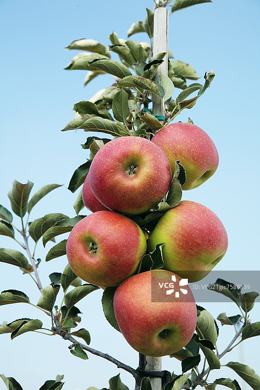 树枝上的棚架苹果图片素材