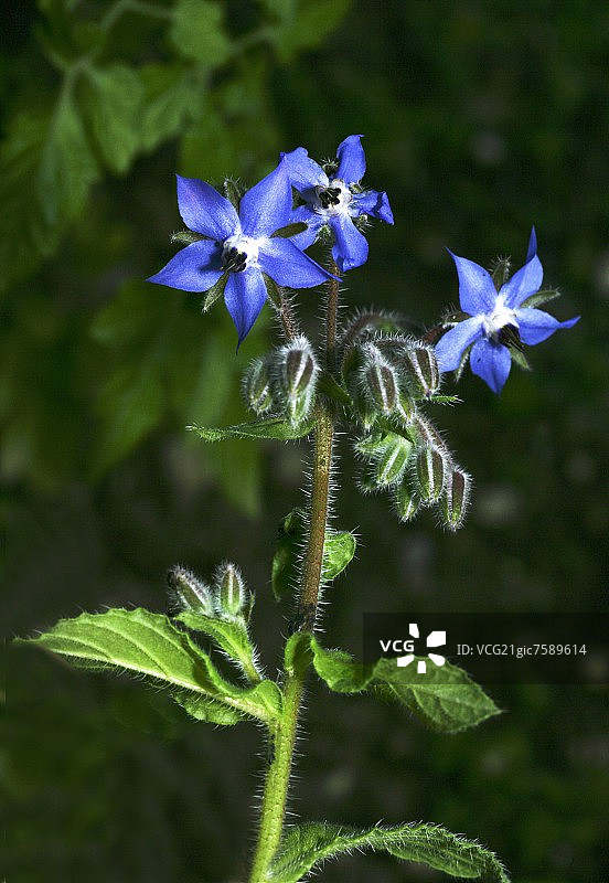 琉璃苣图片素材