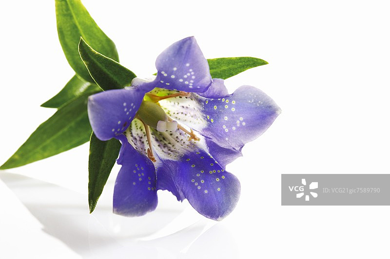 蓝色龙胆花图片素材